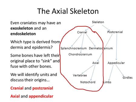 The Axial Skeleton Even craniates may have an exoskeleton and an endoskeleton Which type is derived from dermis and epidermis? Some bones have left their.