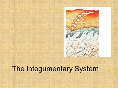 The Integumentary System. An Introduction to the Integumentary System The Integument  Is the largest system of the body 16% of body weight 1.5 to 2 m.