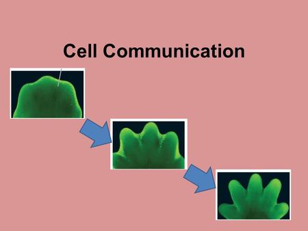 Cell Communication.