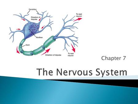 Chapter 7.  The nervous system allows the body to detect, interpret and respond to stimuli. ◦ A stimulus is any change in the external or internal environment.