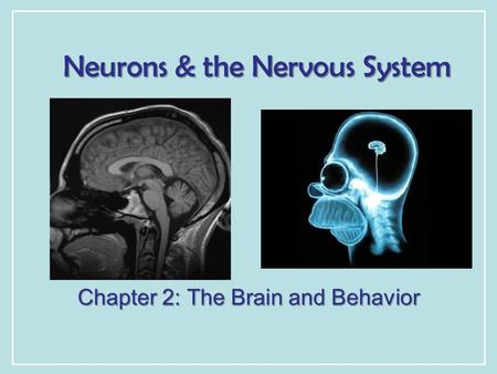 Neurons & the Nervous System