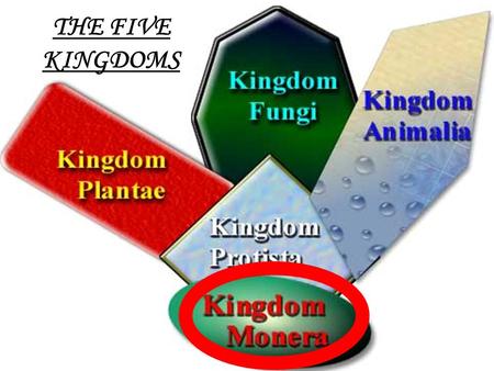 1 THE FIVE KINGDOMS. Bacteria 3 Introduction to Bacteria 2 TYPES OF BACTERIA: Bacteria -Get food from an outside source Blue-green Bacteria -Make their.