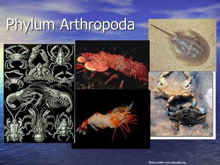 Photo credits: www.wikipedia.org Phylum Arthropoda Photo credits: www.wikipedia.org.