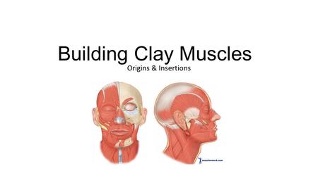 Building Clay Muscles Origins & Insertions. Close eyes, blink, wink.