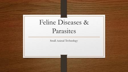 Feline Diseases & Parasites