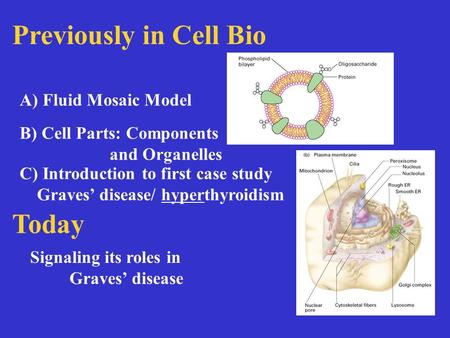 Previously Previously in Cell Bio A) Fluid Mosaic Model B) Cell Parts: Components and Organelles C) Introduction to first case study Graves’ disease/ hyperthyroidism.