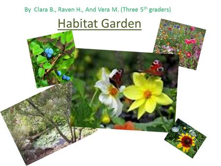 Habitat Garden By Clara B., Raven H., And Vera M. (Three 5 th graders)