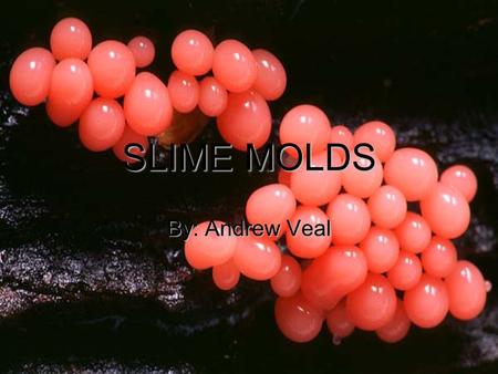 SLIME MOLDS By: Andrew Veal.