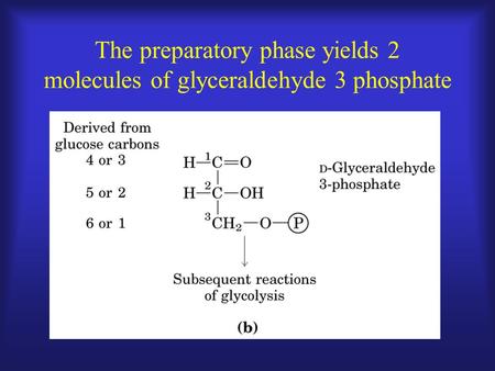 The preparatory phase yields 2 molecules of glyceraldehyde 3 phosphate