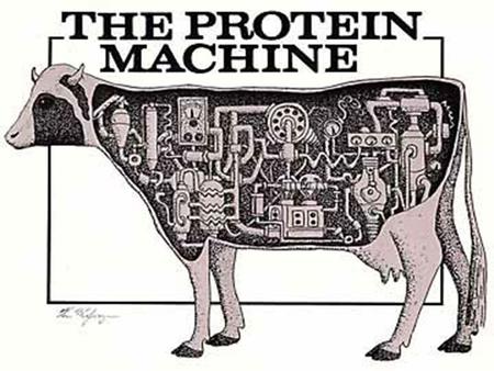 PROTEINS. Proteins Proteins do the nitty-gritty jobs of every living cell. Proteins are made of long strings of individual building blocks known as amino.