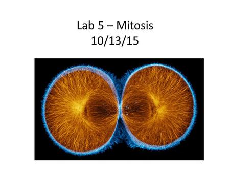 Lab 5 – Mitosis 10/13/15.