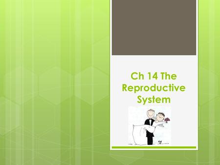 Ch 14 The Reproductive System. Female Terms  Ovaries- oophor/o, ovari/o- Produce ova (eggs) and female hormones.  Fallopian tubes- salping/o- Catch.