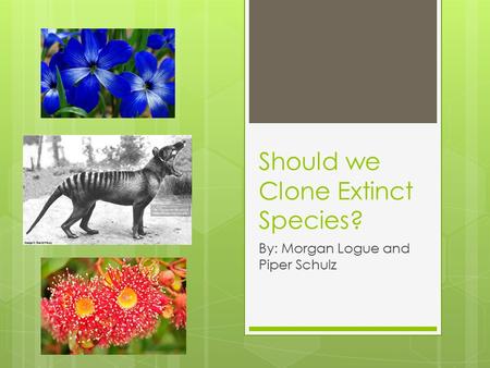 Should we Clone Extinct Species? By: Morgan Logue and Piper Schulz.