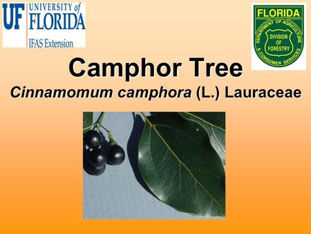 Camphor Tree Cinnamomum camphora (L.) Lauraceae. Biology Native to China and JapanNative to China and Japan Used for oils and timber productionUsed for.