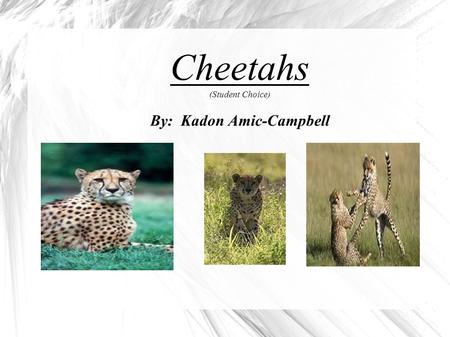 Cheetahs (Student Choice) By: Kadon Amic-Campbell