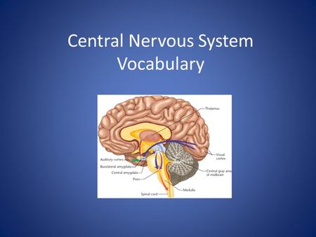 Central Nervous System Vocabulary. voluntary Done or given because you want to and not because you are forced to – The cerebrum is the thinking part of.