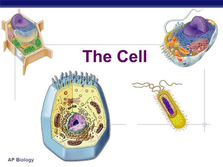 AP Biology The Cell. AP Biology Why are cells so small? Why can’t they be as huge as an hippo?