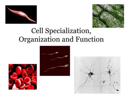 Cell Specialization, Organization and Function. Cell Specialization Cells specialize to carry out specific functions in an organism. Cells come in a variety.