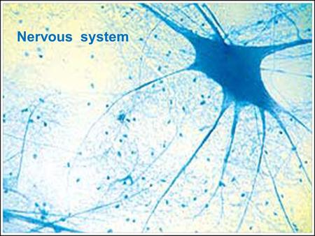 Nervous system 1.