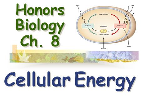 Honors Biology Ch. 8 Cellular Energy. CELL Nucleus Cytoplasm Outer membrane and cell surface I.How Organisms Obtain Energy - Cells are miniature factories.