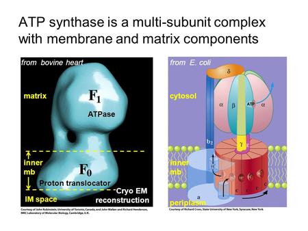 from  bovine heart from  E. coli matrix cytosol ATPase inner mb inner mb