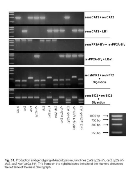 Col-0 cat2 pp2a-b'γ sid2 cat2sid2pp2a-b'γnpr1cat2 pp2a-b'γcat2 sid2pp2a-b'γ sid2cat2 nrp1 cat2 npr1 pp2a-b'γ sensCAT2 + revCAT2 sensCAT2 + LB1 sensNPR1.