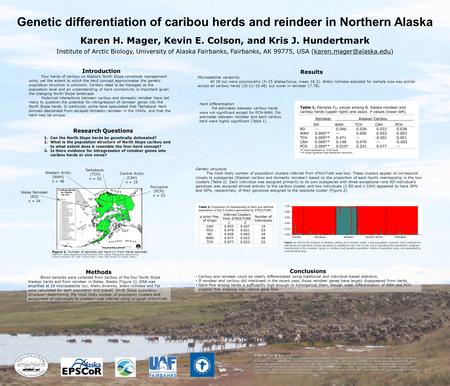 Genetic differentiation of caribou herds and reindeer in Northern Alaska Karen H. Mager, Kevin E. Colson, and Kris J. Hundertmark Institute of Arctic Biology,