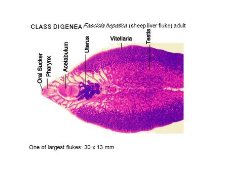 One of largest flukes: 30 x 13 mm. The adult parasites reside in the intra-hepatic bile ducts, produce eggs, and the eggs are passed in the host's feces.