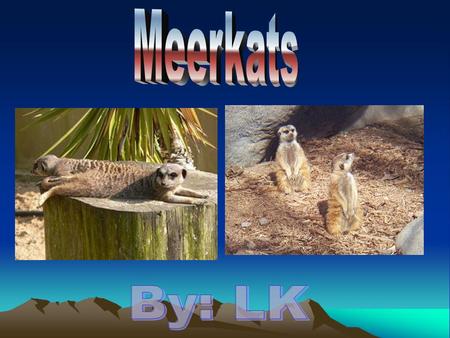 Physical Features MMMMeerkats are about 2 feet long. AAAAn adult Meerkat only weighs 2 pounds. TTTTheir ears are almost totally covered by.