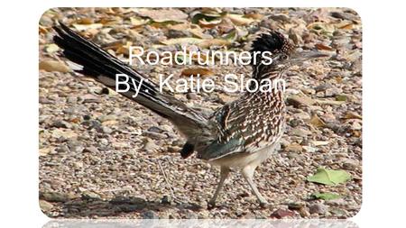 Roadrunners By: Katie Sloan