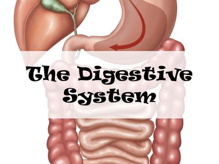 The Digestive System.