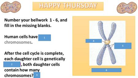 5 4 Number your bellwork 1 - 6, and fill in the missing blanks. Human cells have 46 chromosomes. After the cell cycle is complete, each daughter cell is.