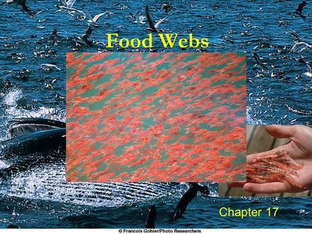 Food Webs Chapter 17.