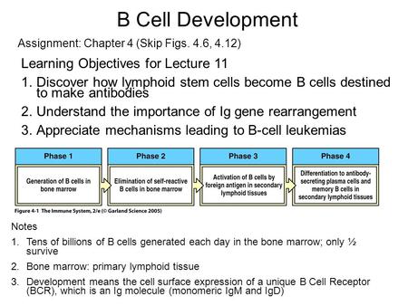 B Cell Development Learning Objectives for Lecture 11