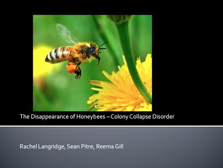 The Disappearance of Honeybees – Colony Collapse Disorder