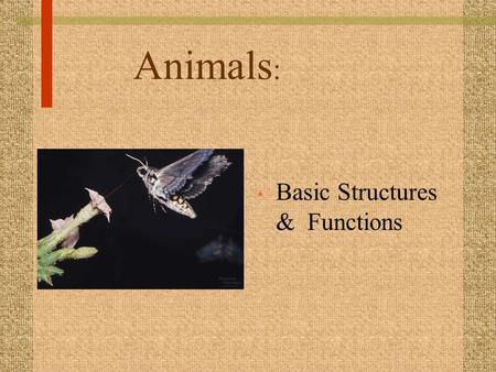 Animals : Basic Structures & Functions. Tissues : groups of cells with a common structure and function (4 types) 1. Epithelial : outside of body and lines.