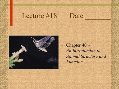 Lecture #18Date _______ Chapter 40 ~ An Introduction to Animal Structure and Function.