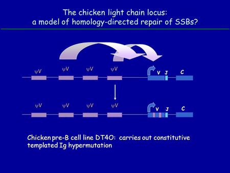 The chicken light chain locus: a model of homology-directed repair of SSBs? VV VJ C VJ C Chicken pre-B cell line DT4O: carries out constitutive templated.