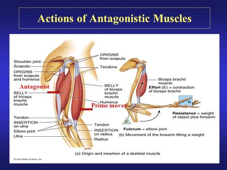 Actions of Antagonistic Muscles Prime mover Antagonist.