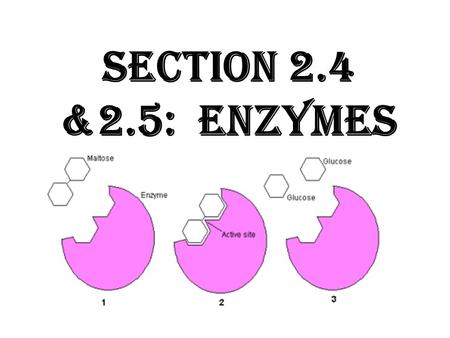 Section 2.4 &2.5: Enzymes. Energy is neither created or destroyed, it continues to be transferred. Energy is neither created or destroyed, it continues.