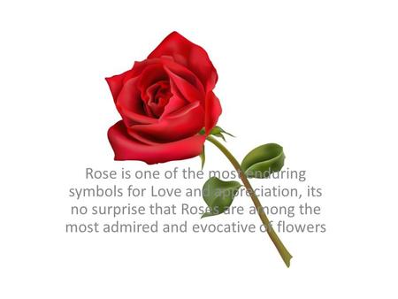 Photo Album Rose is one of the most enduring symbols for Love and appreciation, its no surprise that Roses are among the most admired and evocative of.