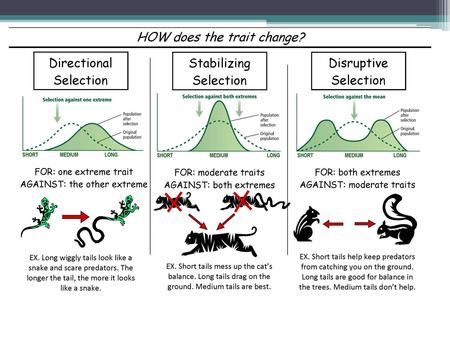 Natural selection can alter the distribution of traits, depending on which phenotypes are favored. Will always favor those traits with the highest reproductive.