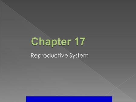 Reproductive System. Introduction ► The Reproductive System seeks to ensure the survival of the species. ► Is not essential to life of the animal but.