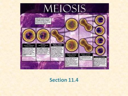 Section 11.4. Chromosome Number An organism with 2 parents must inherit a single copy of every gene from each parent. When gametes are made, the 2 sets.