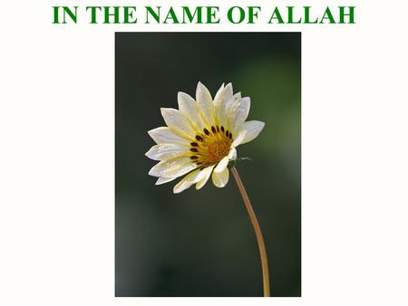 IN THE NAME OF ALLAH.