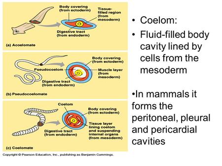 Coelom: Fluid-filled body cavity lined by cells from the mesoderm