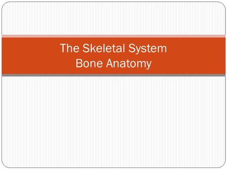 The Skeletal System Bone Anatomy. I. Bone Functions A. Support B. Protection-skull, vertebral column and ribs serve to protect C. Movement-bones attach.