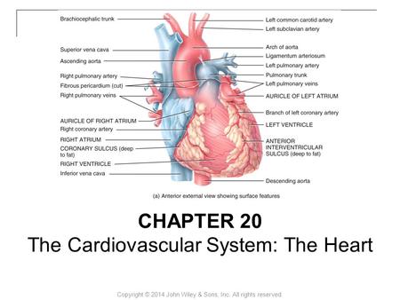 The Cardiovascular System: The Heart