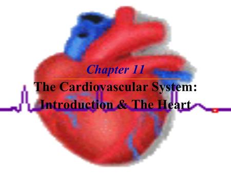 Chapter 11 The Cardiovascular System: Introduction & The Heart