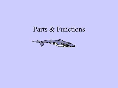 Parts & Functions. What’s the part? 1 st part of intestine where bile and trypsin are added_______ ______________ Hormone that causes cells to take up.